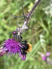 Bombus pascuorum