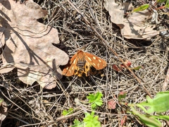 Arctia aulica