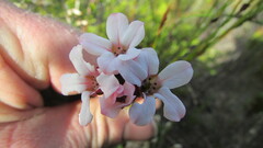 Adenandra