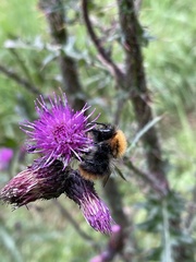 Bombus pascuorum
