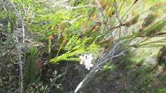 Adenandra