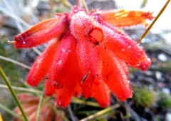 Erica cerinthoides