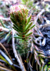 Erica cerinthoides