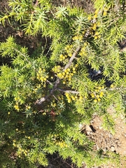 Juniperus oxycedrus