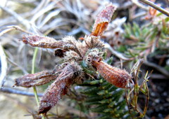 Erica cerinthoides