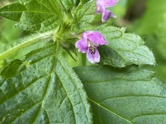 Galeopsis