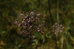Peucedanum palustre
