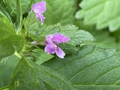 Galeopsis