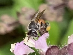 Apis florea