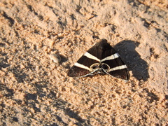 Grammodes ocellata