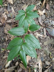 Disporum kawakamii