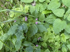 Galeopsis