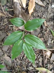 Disporum kawakamii