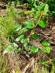 Pomaderris paniculosa