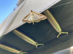 Cydalima perspectalis