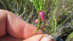 Erica rhopalantha