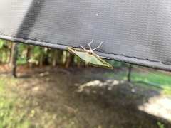 Cydalima perspectalis