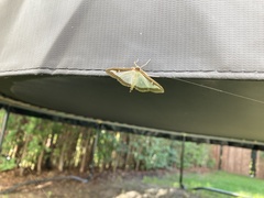 Cydalima perspectalis