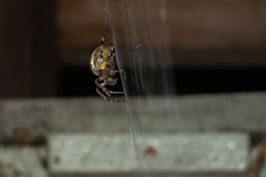 Araneus marmoreus