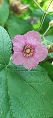 Rubus odoratus
