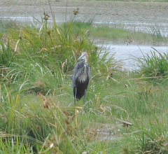 Ardea goliath