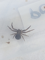 Xysticus