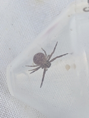 Xysticus