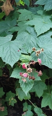 Rubus odoratus