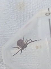 Xysticus