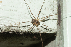 Mitopus morio