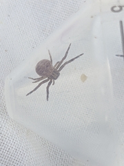 Xysticus