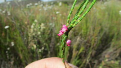 Erica rhopalantha