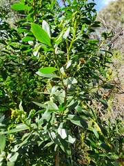 Myoporum