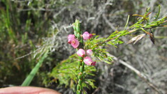 Erica rhopalantha