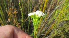 Lachnaea densiflora