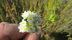 Lachnaea densiflora