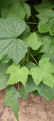 Rubus odoratus