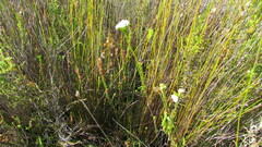 Lachnaea densiflora