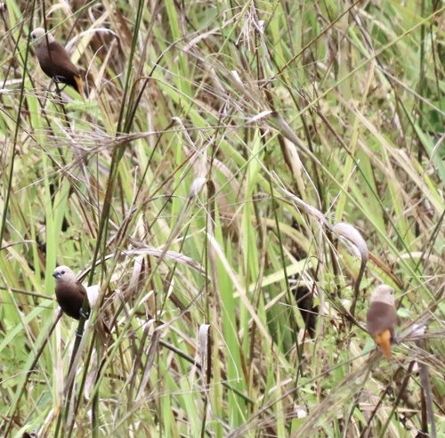 Grey-headed Mannikin (Lonchura caniceps), photo 10