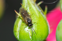 Symphyta