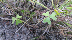 Oxalis truncatula
