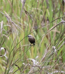 Grey-Headed Munia photo 4