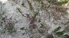 Lampranthus tenuifolius