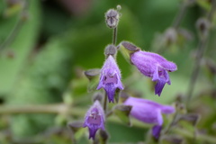 Salvia przewalskii
