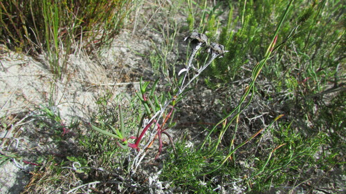 Image of Lampranthus tenuifolius by (c) James Deacon, some rights reserved (CC BY-SA)