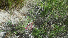 Lampranthus tenuifolius