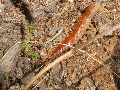Lithobiomorpha