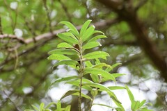 Hippophae