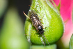Symphyta