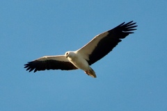 Haliaeetus leucogaster